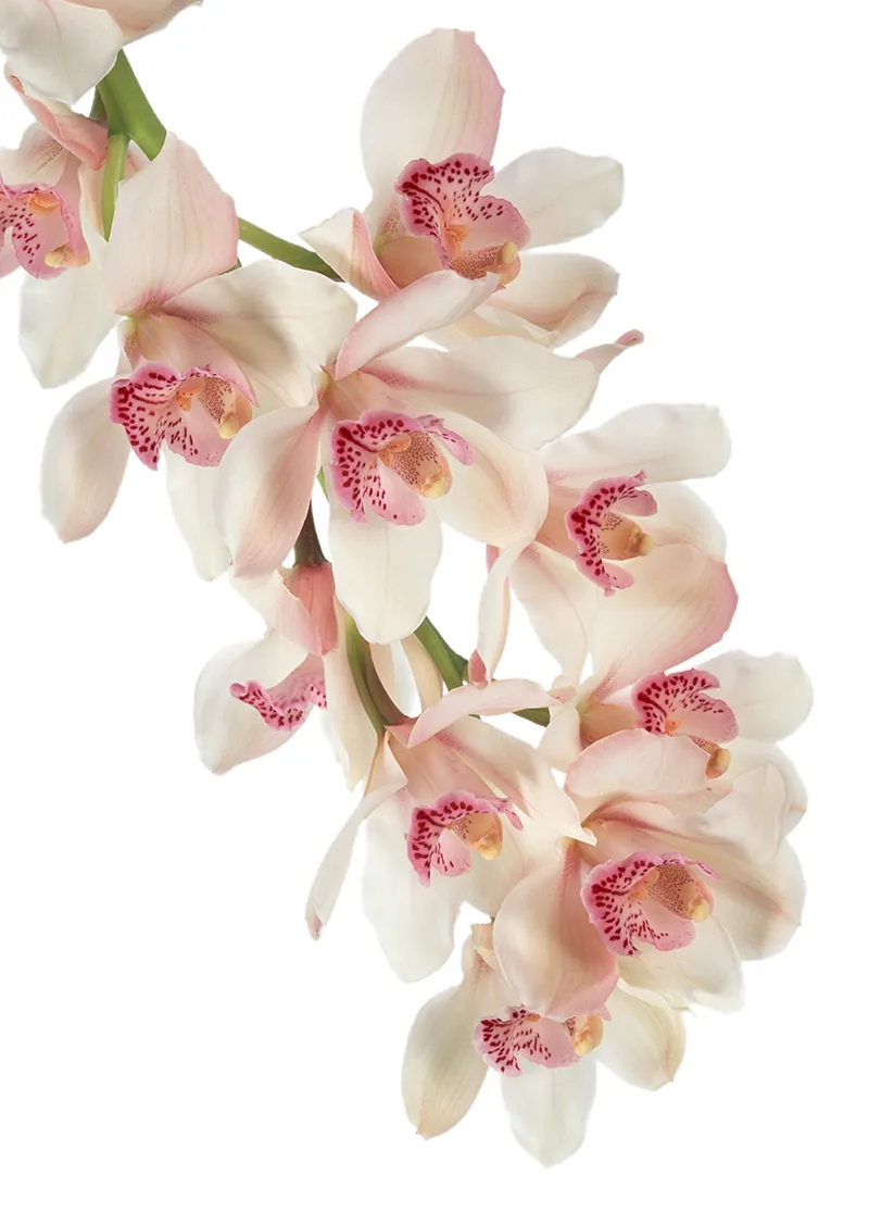 Flowers 348