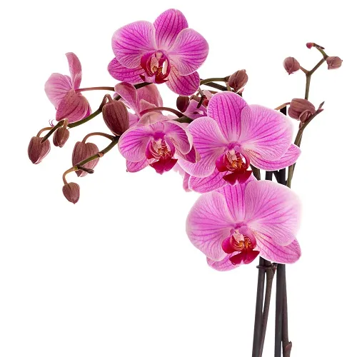 Flowers 022