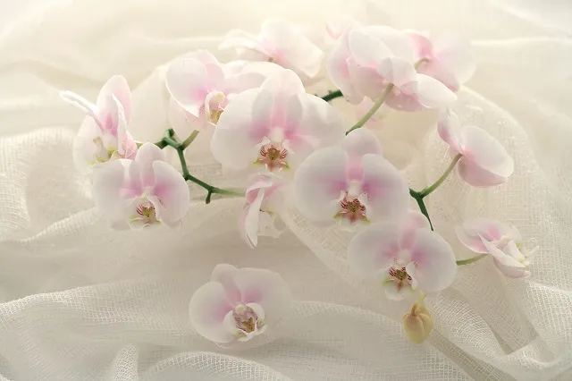 Flowers 301