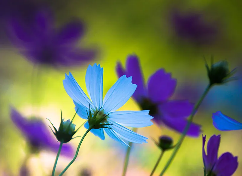 Flowers 389