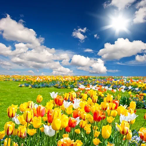 Flowers 318