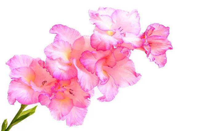 Flowers 242