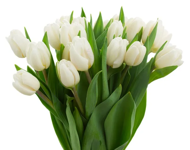 Flowers 175