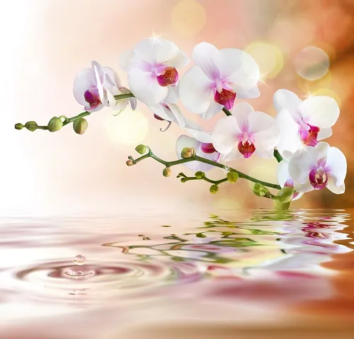 Flowers 006