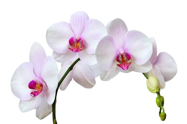 Flowers 262