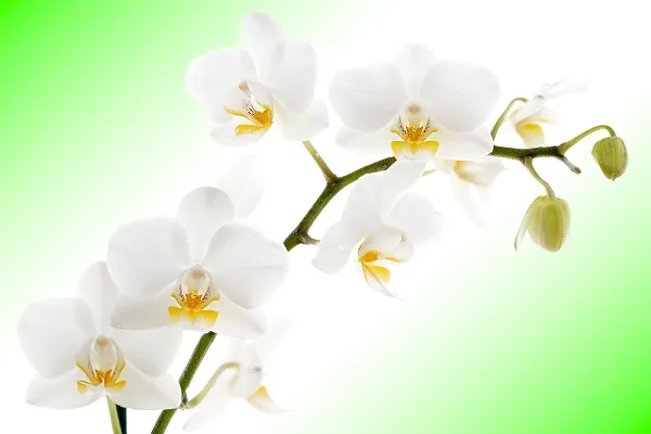 Flowers 053