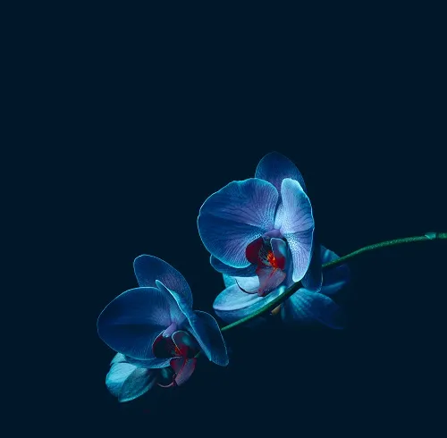 Flowers 072