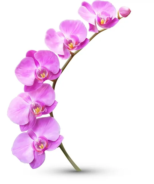 Flowers 023