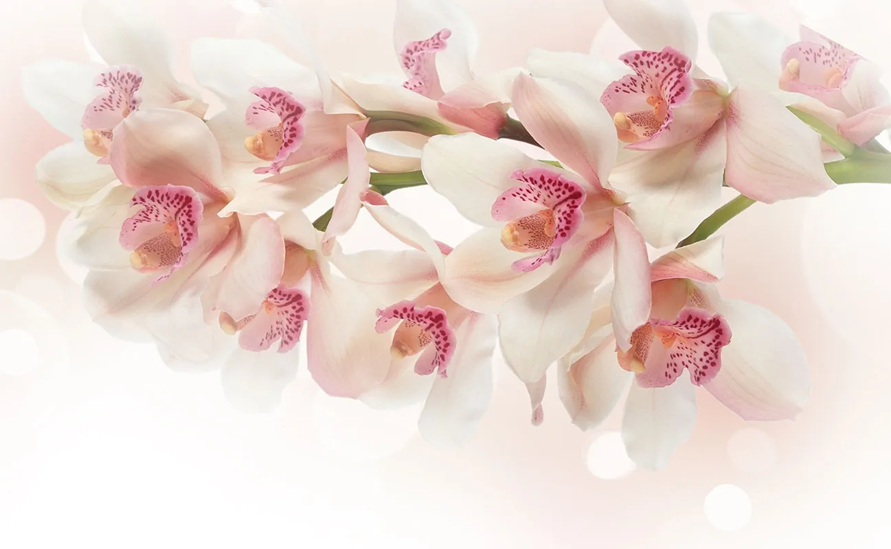 Flowers 347