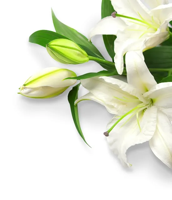 Flowers 288