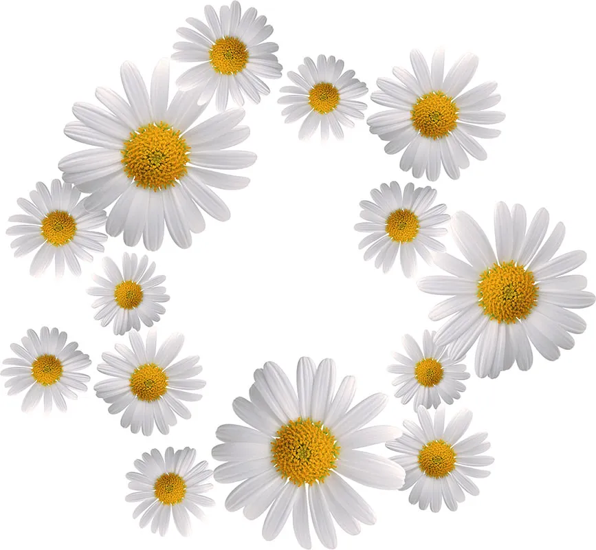 Flowers 379