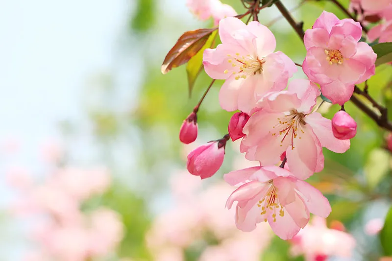 Flowers 365