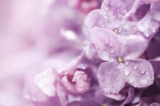 Flowers 286