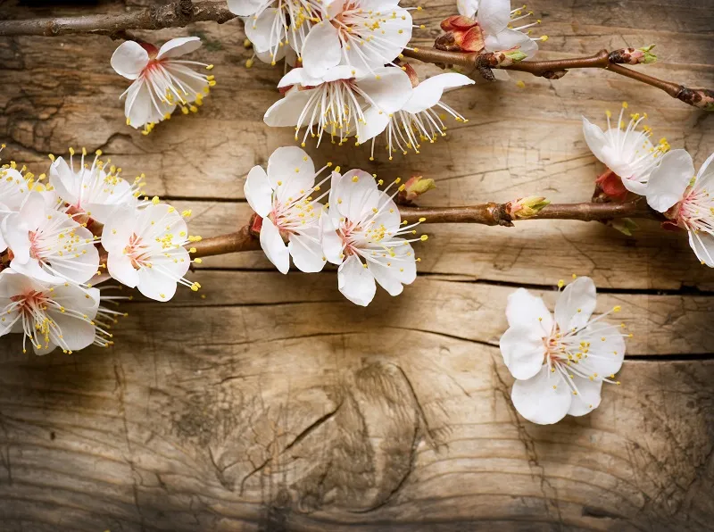 Flowers 153