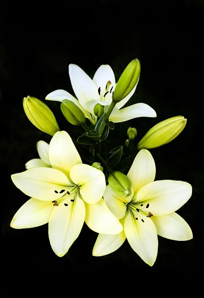 Flowers 096