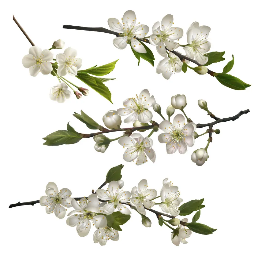 Flowers 531
