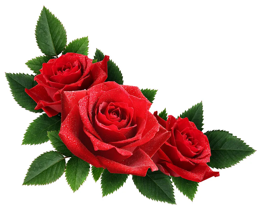 Flowers 404