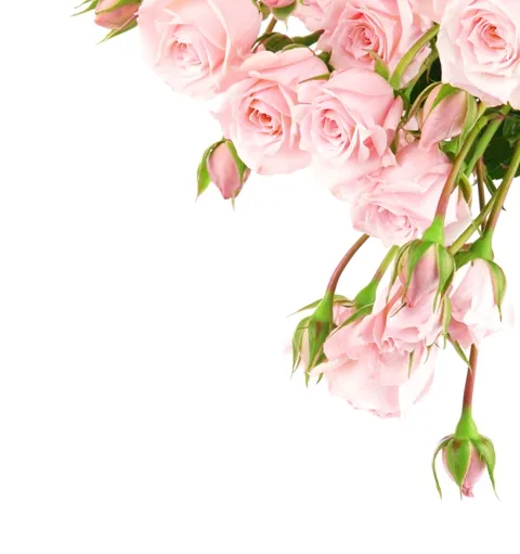 Flowers 151