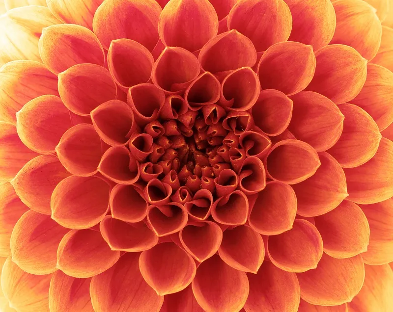Flowers 202