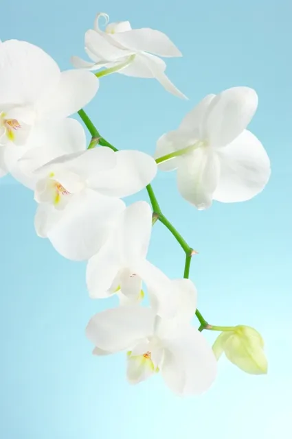 Flowers 051