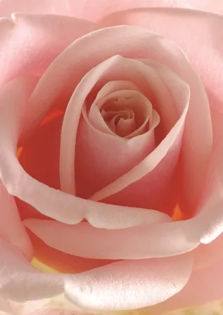 Flowers 095