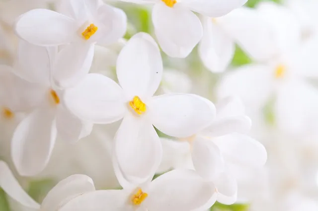 Flowers 300