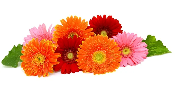 Flowers 339