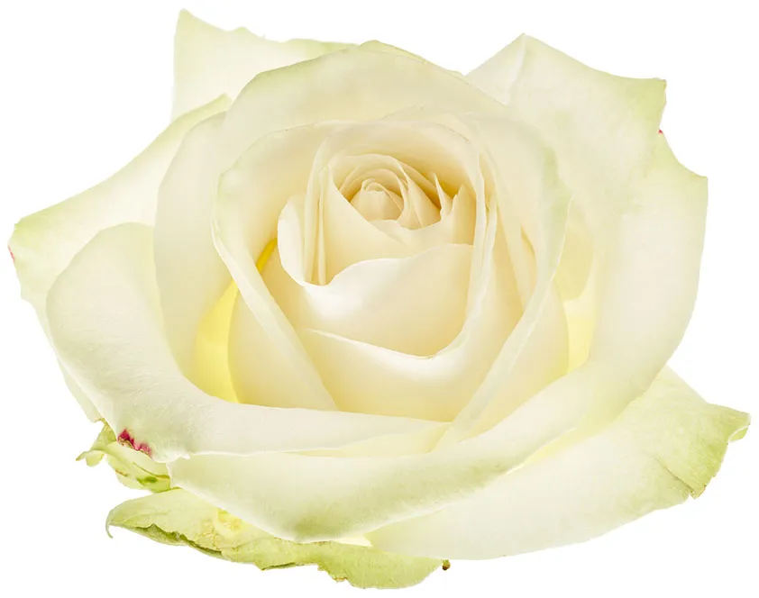 Flowers 451