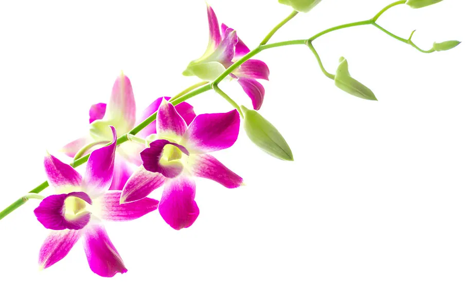 Flowers 499