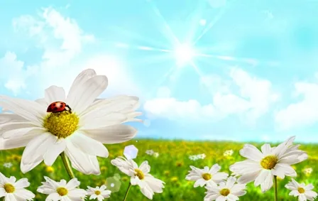 Flowers 189