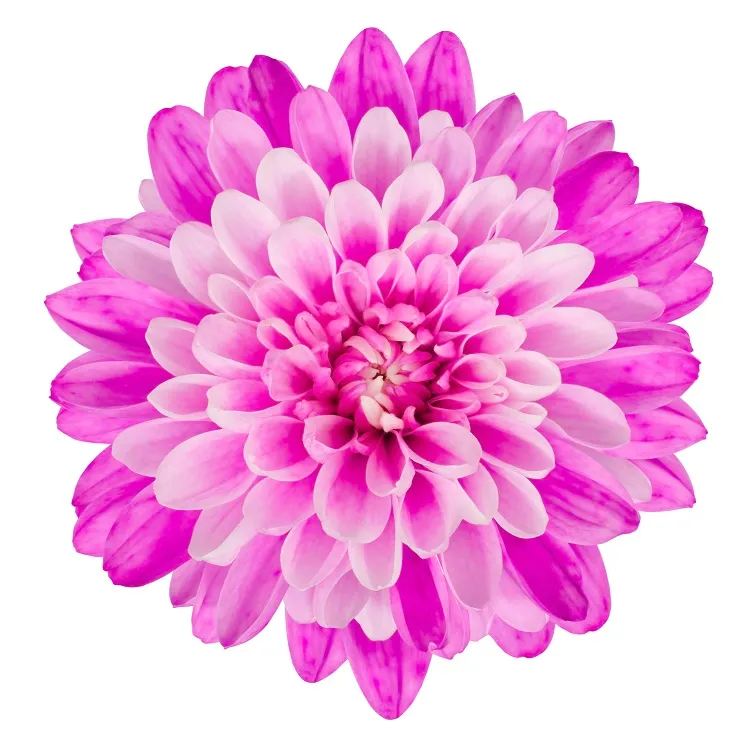 Flowers 128
