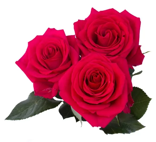 Flowers 294