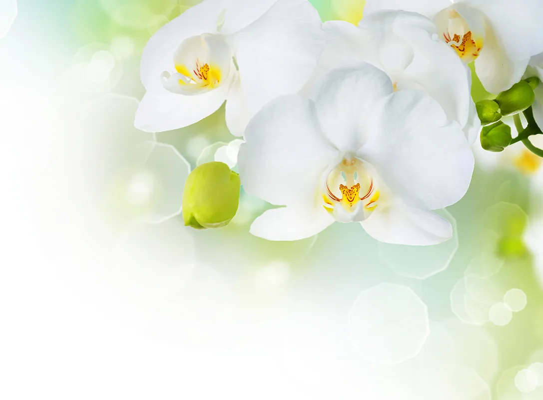 Flowers 349