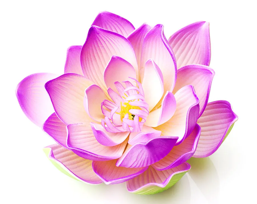 Flowers 569