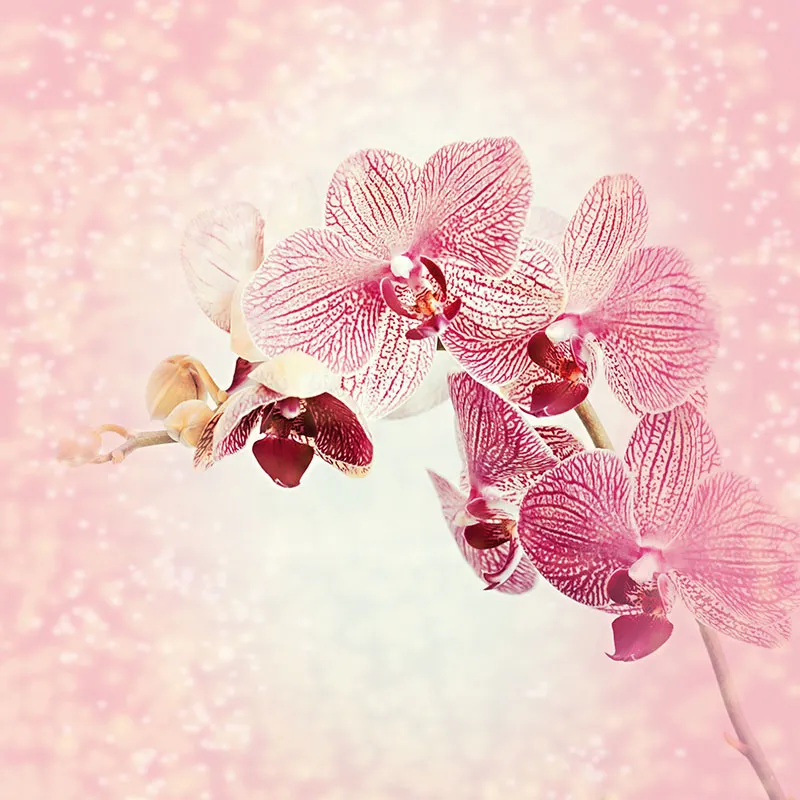 Flowers 524