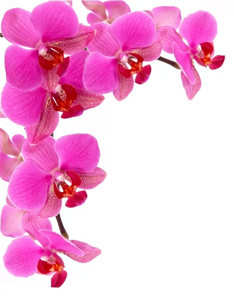 Flowers 067