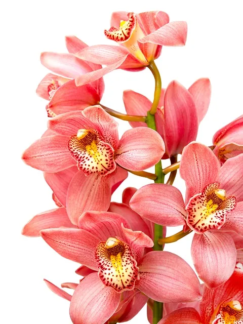 Flowers 020