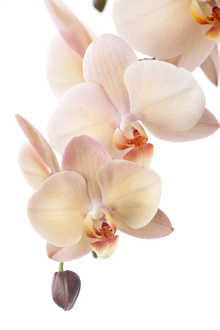 Flowers 568