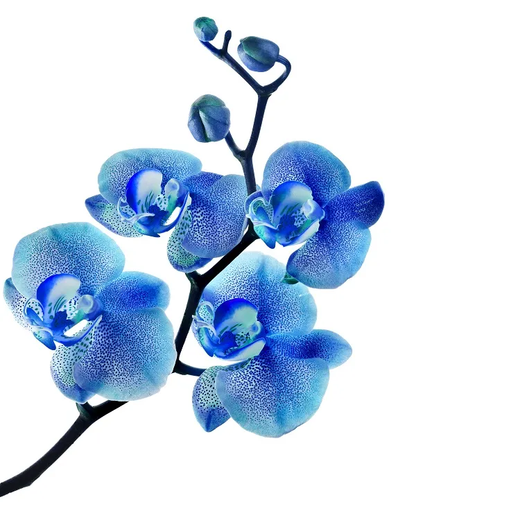 Flowers 035