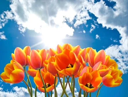 Flowers 186