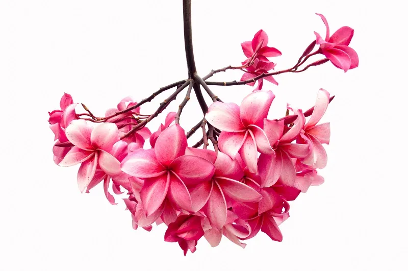 Flowers 243