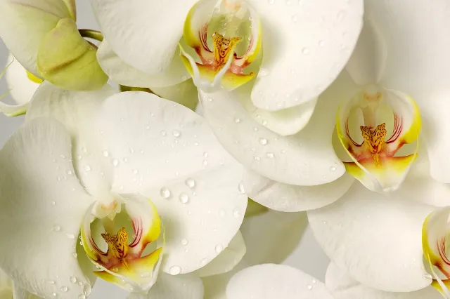 Flowers 272