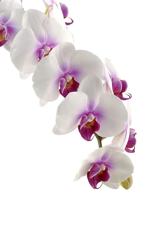 Flowers 464