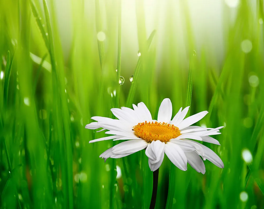 Flowers 390
