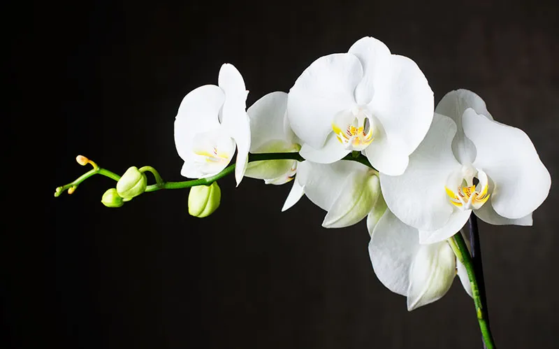 Flowers 372