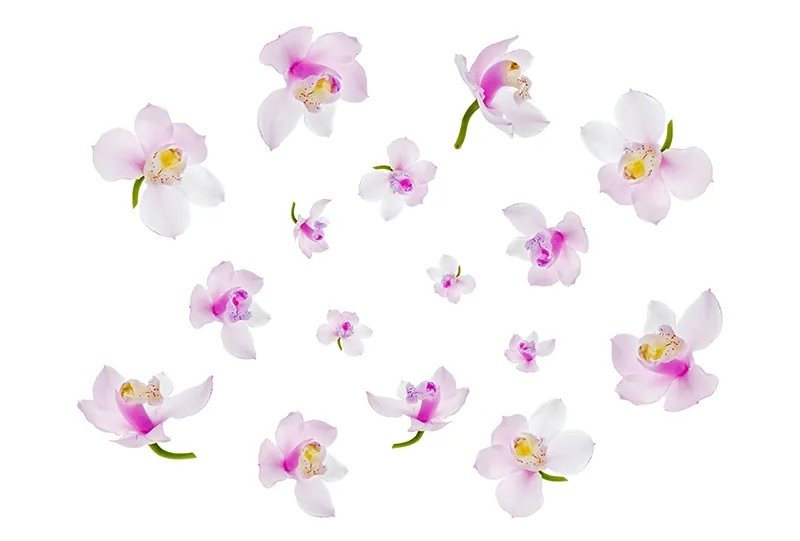 Flowers 359