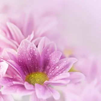 Flowers 138