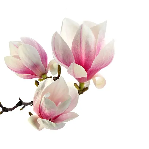 Flowers 289