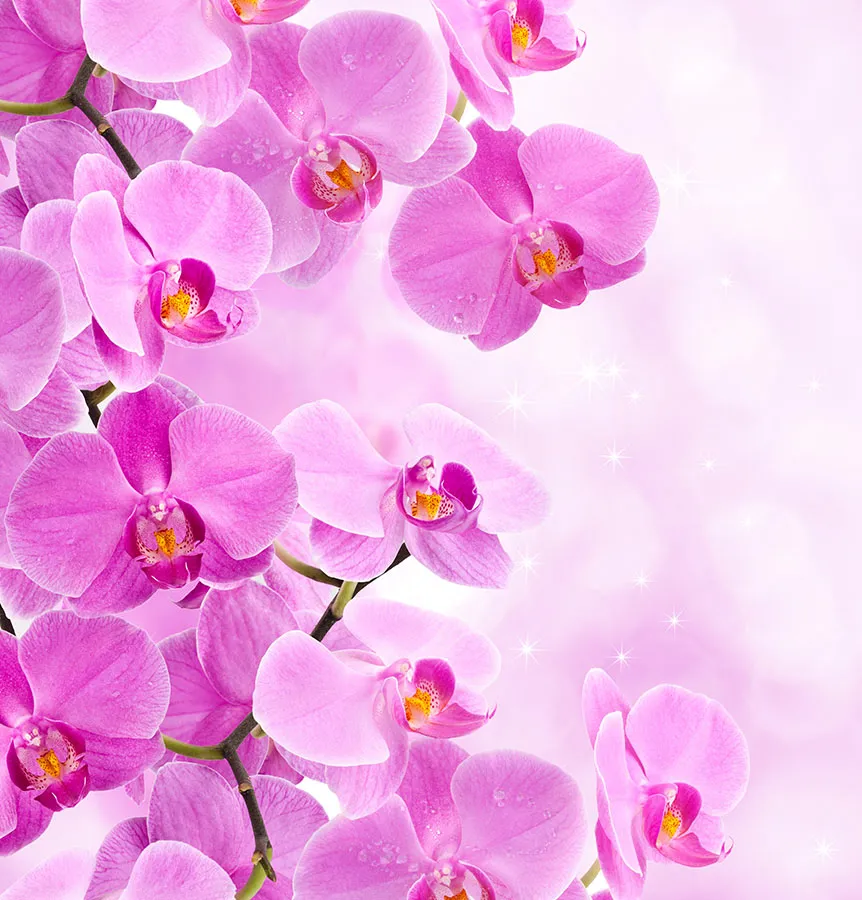 Flowers 449