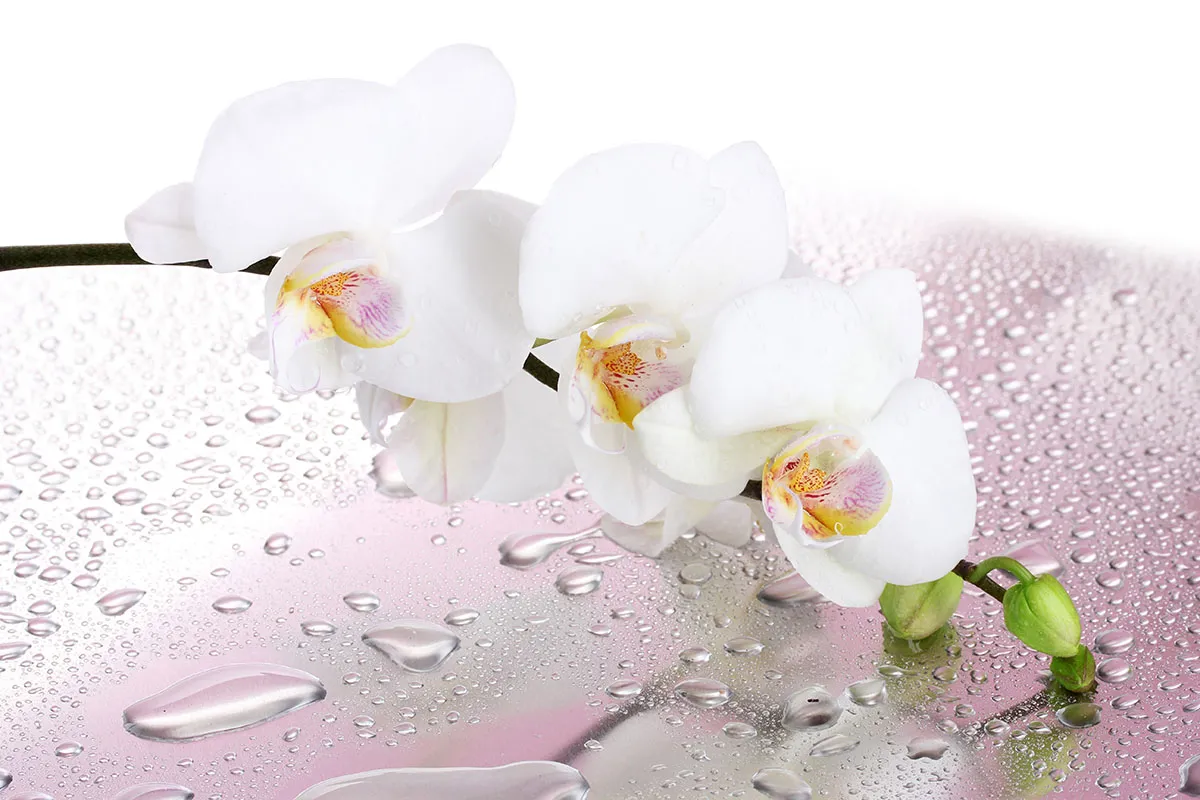 Flowers 421